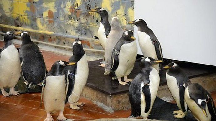 Rīgas ZOO sastopami 17 pingvīni